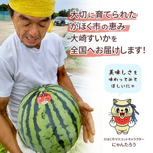 ＜2026年収穫分 先行予約＞大崎すいか 1箱（大2玉入り）|西瓜 甘い