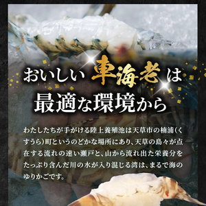 S010-082_活き車海老「やまと車海老」500g　〈先行受付〉
