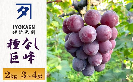 
            種なし巨峰 約2kg ぶどう 葡萄 果物 愛媛 人気 伊豫果園 伊予市｜B389
          