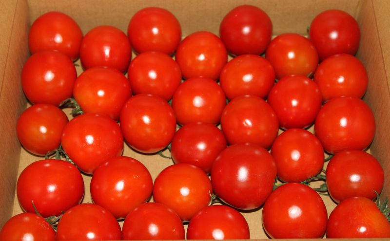 【2026年6月下旬～発送】完熟　富良野トマト　(ミニトマト)【約1kg】 (スイートベジタブルファクトリー) 野菜 新鮮 直送 朝採り トマト ミニトマト 道産 北海道 ふらの