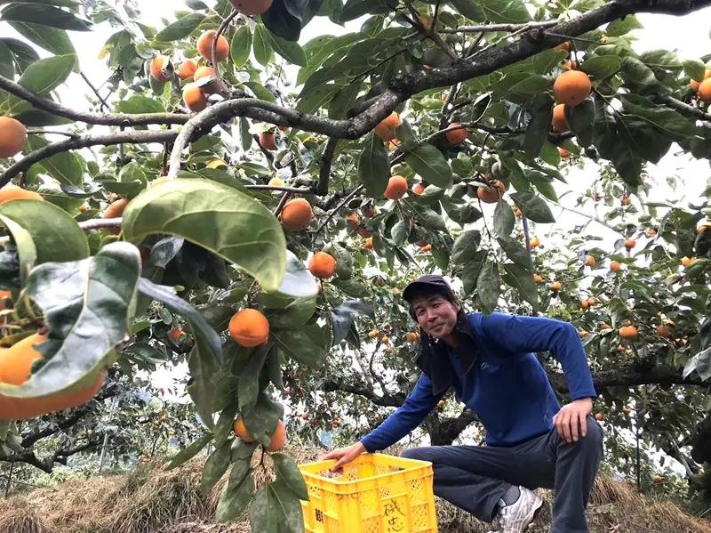 柿 富有柿【秀品】和歌山県産 約2kg 【2026年11月中旬から2026年12月上旬発送】｜柿 富有柿  フルーツ 果物  【A242-frks136A】