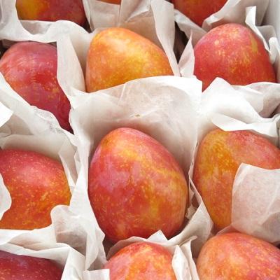 ふるさと納税 上山市 プラム(月光)1.2kg　ご家庭用　0075-2603