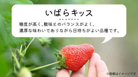 【 先行予約 】 茨城県品種 いばら キッス ( 4パック×1箱 )【 2025年1月から発送開始 】 ( 茨城県共通返礼品 : 常陸太田市 ) 約 260g × 4 パック いばらキッス いばらきっ