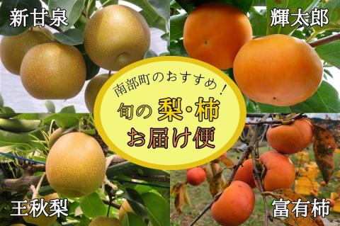 南部町のおすすめ！ 旬の梨・柿お届け便＜数量限定＞ 新甘泉・輝太郎・王秋梨・富有柿