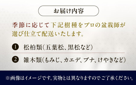 緑の芸術盆栽（中型サイズ）/ 盆栽 ぼんさい 盆栽松 盆栽鉢 松 初心者 観葉植物 インテリア 室内 癒し 和モダン 庭木 門出 お祝い プレゼント ギフト / 稲沢市 / 芳津園 [BMAI002]