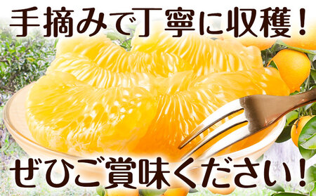 八朔 贈答用 ハッサク 約10kg