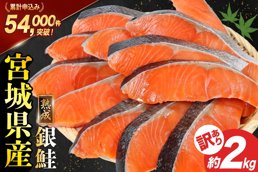 訳あり 宮城県産 熟成 銀鮭 切身 約2kg [宮城東洋 宮城県 気仙沼市 20563343] 鮭 海鮮 魚介類 国産 さけ 鮭 甘口 サケ 鮭切身 シャケ 切り身 冷凍 おかず 弁当 支援 事業者支援 サーモン 魚 銀鮭切り身
