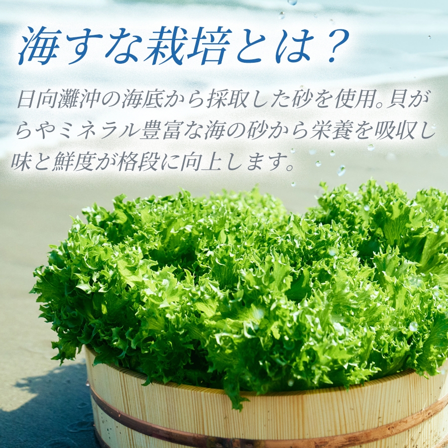＜選べる内容量＆回数＞フリルレタス「海すなレタス」（1箱/3箱/5箱）1箱あたり3個入り 新鮮 野菜 サラダ【A344】_イメージ3