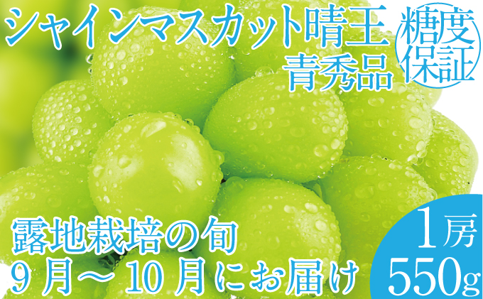 2026年 先行予約受付中 シャインマスカット晴王1房 約550g 岡山県産 種無し 皮ごと食べる みずみずしい 甘い フレッシュ 瀬戸内 晴れの国 おかやま 果物大国 ハレノフルーツ