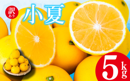 【2026年4月より発送】 訳あり 小夏 家庭用 5kg 高知県産 早期予約 柑橘 フルーツ 果物 みかん ミカン 蜜柑 こなつ ニューサマーオレンジ  日向夏 期間限定 季節限定 産地直送 大小混合品 高知県 須崎 KJS011