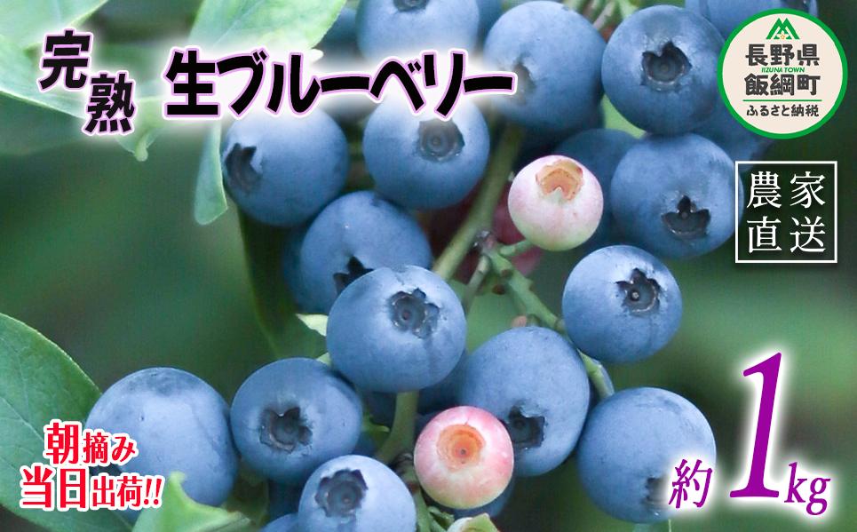朝摘み 完熟 ブルーベリー 1kg 井澤農園 配送先は本州限定 令和7年度収穫分 2025年7月上旬頃から2025年9月上旬頃まで順次発送予定 信州 果物 フルーツ ベリー 長野 14500円 予約 農家直送 長野県 飯綱町 [0811]