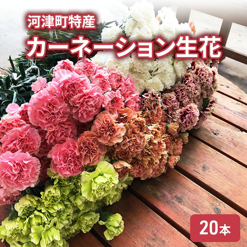 【ふるさと納税】切り花 河津町特産 20本 12月～5月中旬発送 4色 カーネーション 生花 フラワーアレンジメント 産地直送 吉田園芸 静岡県河津町　お届け：2026年12月上旬～2027年5月中旬まで