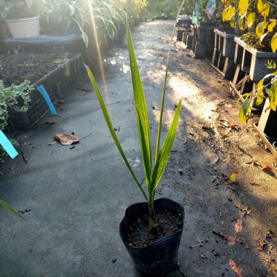 素敵な植物　ココスヤシ　2本セット