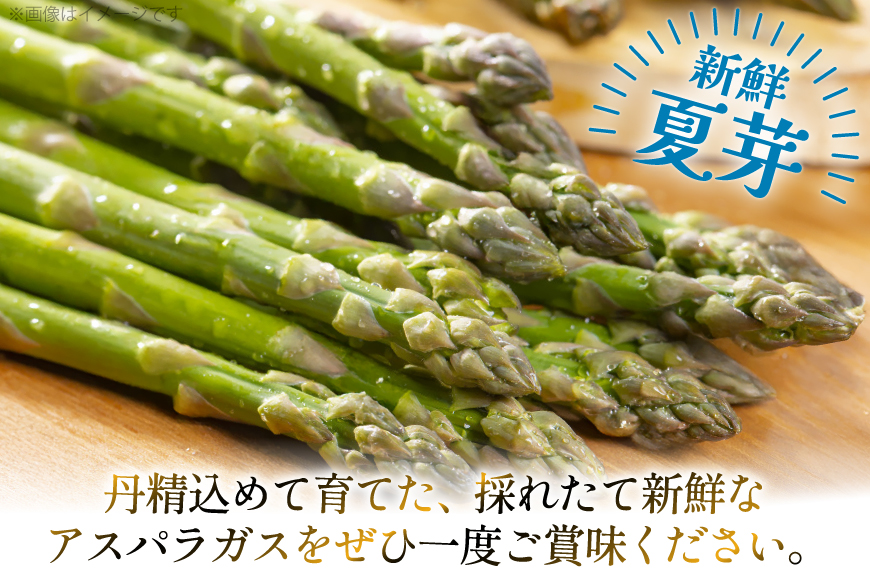 アスパラ アスパラガス 夏芽アスパラガス 4.5kg Lサイズ以上 [はゆっちFARM 長崎県 東彼杵町 hs42bag360010] アスパラ あすぱら 新鮮 夏