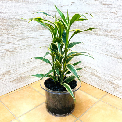 
                  クリア150　炭植え　サンデリアーナホワイト【1359807】
                