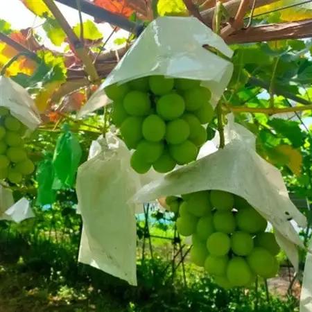 【2026年8月より発送】先行予約　群馬県産シャインマスカット2房　約1.2kg【配送不可地域：離島・沖縄県】【1705994】