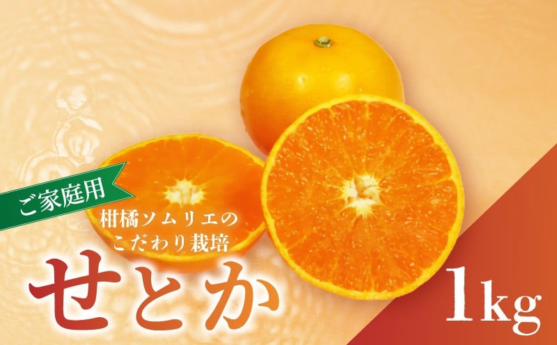 
                  せとか B品 家庭用 お試し 1kg 【2026年2月下旬から発送予定】 | セトカ みかん 蜜柑 柑橘 甘い 高級 先行 予約 果物 フルーツ おすすめ 人気 愛媛三大柑橘（ 紅まどんな せとか 甘平 ） 愛媛 松山
                