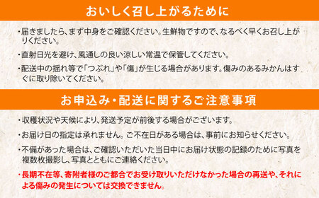 伊木力みかん10kg 温州みかん 10kg AHBD001