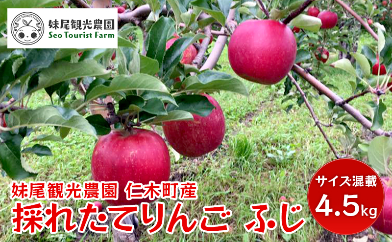 [先行受付/2025年11月出荷開始] 仁木町の採れたてりんご「ふじ」サイズ混載 4.5kg（15～18玉入り） 北海道 果物 フルーツ リンゴ 果物類 林檎 [フルーツショップ妹尾観光農園]
