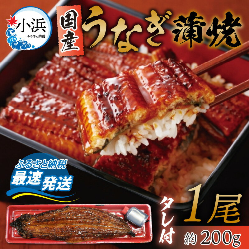 【ふるさと納税】冷蔵 国産 うなぎ 蒲焼 1尾 約200g タレ付 / 鰻 うなぎ ウナギ / 【配送不可地域：北海道・沖縄・離島】 小浜市 / 真魚源 [BFCJ001]