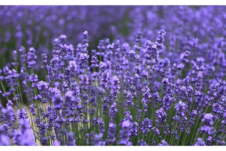 【全12回定期便】しっとり Cleansing gel クレンジング ジェル《糸島》【Yu-ki】[AHJ016]