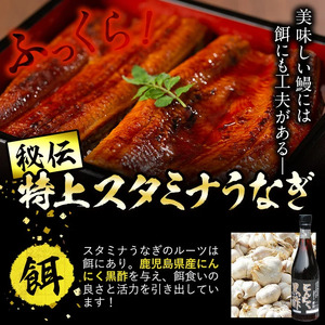 【数量限定】鹿児島県産！秘伝の特上スタミナうなぎ超特大蒲焼き1尾＜200g以上！＞焼肝20g付き！ a0-304