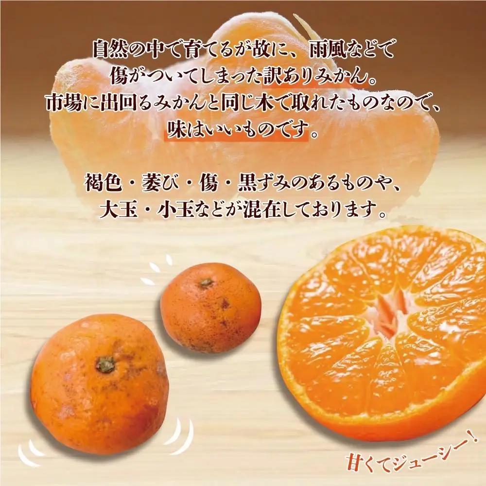 【訳あり】和歌山みかん 約9.5kg+補償分約500g サイズ混合 11月より順次発送 訳ありみかん 【red1】