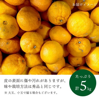 【2026年2月以降発送】デコポンと同品種 濃厚柑橘 不知火5kg【訳あり】【C25−139】【1138007】