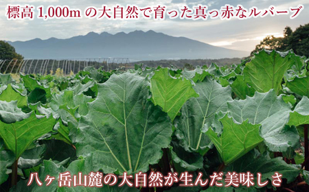 【2026年先行予約 6月より順次発送】赤いルバーブ・フレッシュ 約2.2kg ※配送不可地域あり 野菜 ルバーブ 西洋野菜 食物繊維 カリウム カルシウム ビタミンC アントシアニン かぼちゃん農園