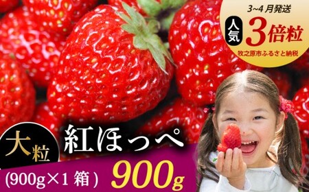 【3月～4月発送】 紅ほっぺ 大粒 900g いちご 森木農園 静岡県 牧之原市 