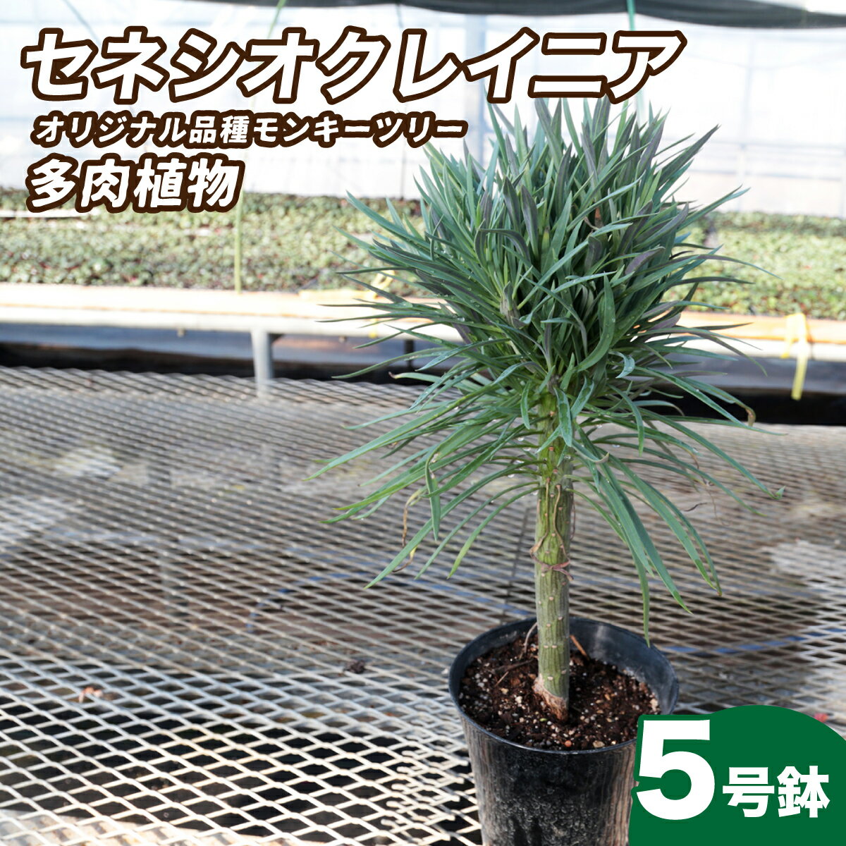 【ふるさと納税】観葉植物 5号鉢 セネシオクレイニア（モンキーツリー）｜ 植物 観葉植物 多肉植物 モンキーツリー 鑑賞用 緑 自然 インテリア リビング 室内 幸せ 丈夫 プレゼント お祝い 引っ越し祝い 新築祝い ハッピー グリーンギフト 茨城県 常陸太田市