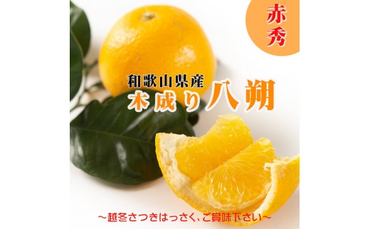 はっさく 赤秀 10kg 和歌山県海南市まごころ産直みかんより直送 ｜八朔 ハッサク 木成り 和歌山県 和歌山市 完熟 サイズ混合