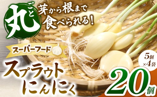 
無農薬水耕栽培 スプラウトにんにく 4袋20個セット（1袋5個入り）｜ふるさと納税 長野県 松本市 農薬不使用 水耕 野菜 サラダ にんにく セット 安全 安心 美味しい
