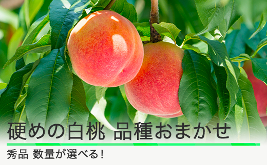 
            桃 もも 硬めの白桃 品種おまかせ 総量選べる 山形県産 2025年度産 令和7年 フルーツ 果実 送料無料 ry-mohth
          