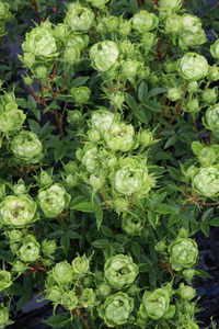 【2026年2月以降発送】バラ苗鉢植え「オリエンタルエクレール」 バラ 苗 1鉢 四季咲き 鉢植え 花 エクレール 6寸鉢 2年生苗 ガーデニング 初心者 母の日 父の日