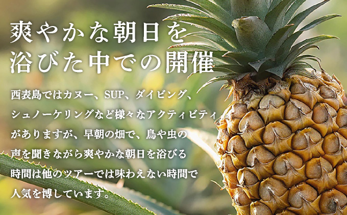 パイナップル収穫体験【5名】爽やかな朝日を浴びた中での開催♪（4月25日〜6月15日開催）