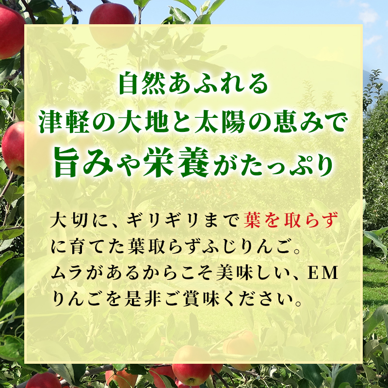 りんご 【 11月発送 】 訳あり 蜜入り EM 葉取らず サンふじ 約 10kg 糖度 13度以上 【 弘前市産 青森りんご 】 リンゴ 果物 青森 弘前 家庭用