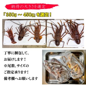 伊勢海老 350～450g 冷凍 鍋 刺身 高級 伊勢エビ イセエビ 高知県 須崎市 伊勢海老 刺身伊勢 海老蒸し 伊勢海老 海鮮丼 伊勢えび おさしみ 伊勢えび カルパッチョ 伊勢えび 粉チーズ 伊