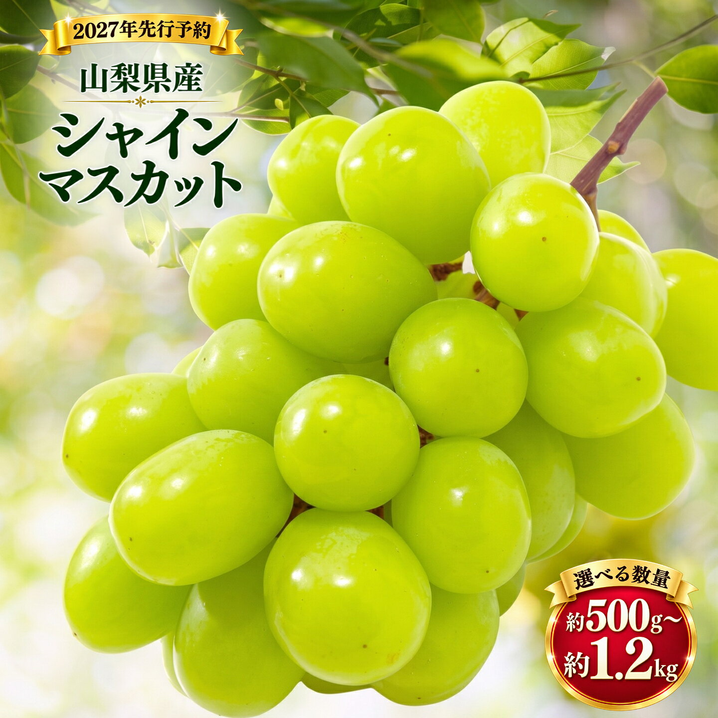 【ふるさと納税】 【2027年先行予約】朝採れ 山梨県産 シャインマスカット 数量選べる仕様 1房 500g以上 2房 1.2kg以上 【冷蔵】山梨県産 フルーツ 予約 【数量限定】 送料無料 山梨 ぶどう シャイン やまなし 先行予約 おためし