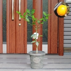 レモンの木鉢植え(アンティーク風鉢　27cm)