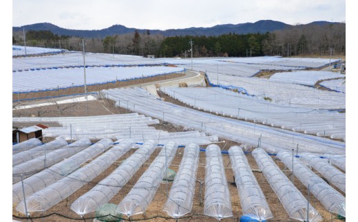 ピオーネの産地のひとつ。豊永地域に広がるピオーネ畑。