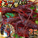 【ふるさと納税】房州産大伊勢えび 約2kg 千葉県 南房総市 高級食材 お取り寄せ お取り寄せグルメ 味噌汁 海鮮 魚介 シーフード ソテー 海の幸 刺身 お刺身 グラタン 贈答品 プリプリ 送料無料