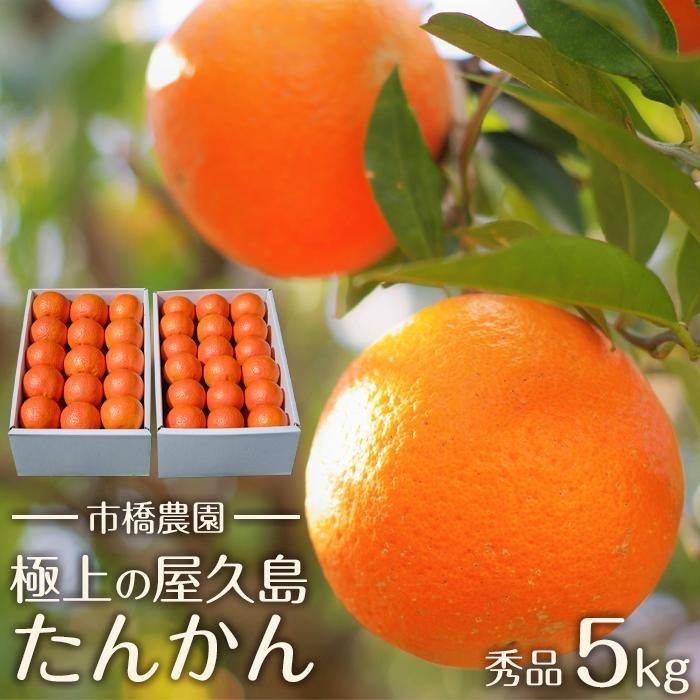 【ふるさと納税】＜先行予約／数量限定＞【市橋農園】屋久島産たんかん 5キロ箱（秀品／贈答用としても) | 果物 くだもの フルーツ 柑橘 かんきつ 鹿児島 お取り寄せ グルメ ご当地 箱 ギフト 贈答 おすすめ 人気 糖度 美味しい 農園直送