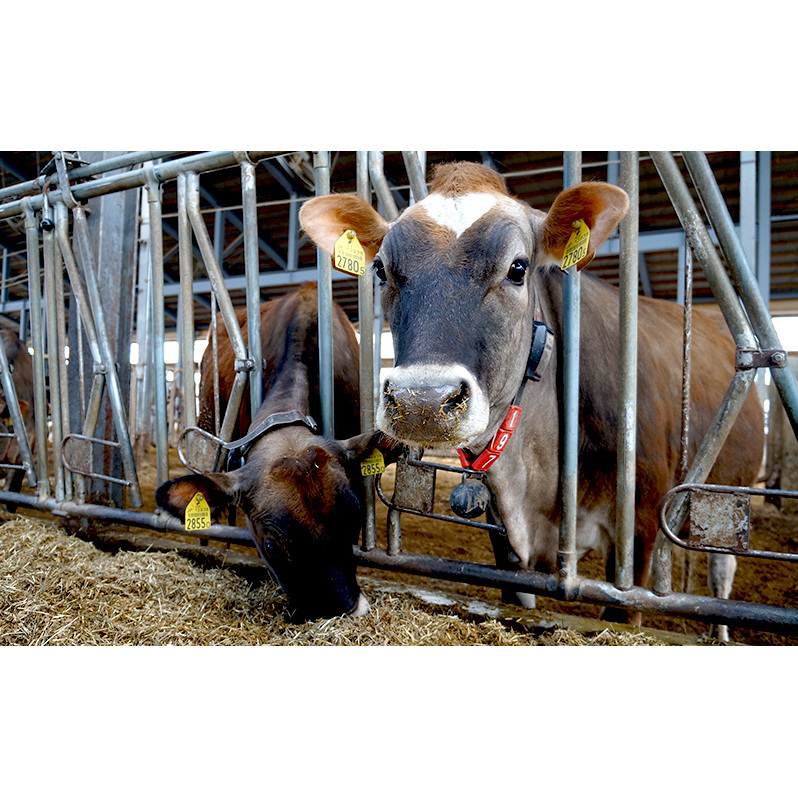 ≪6ヵ月定期便≫ 牧場直送ジャージーミルク12個BOX 北海道 上富良野町 アイス アイスクリーム ジェラート デザート ギフト 贈呈 贈り物 ミルク 生乳 牛乳_イメージ4