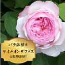 【ふるさと納税】 ふるさと納税 バラ鉢植え ローズ 薔薇 バラ ガーデニング 花 フラワー 敬老の日 卒入学祝い 新築祝い 記念日 お祝い ギフト プレゼント 贈り物 山梨県 昭和町 母の日 送料無料 バラ鉢植え「ザ ミル オン ザ フロス」 SWBD005