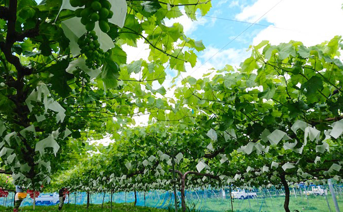 2025年先行予約 まつもとぶどう園 シャインマスカット2房約1kg