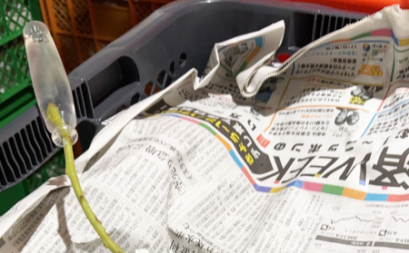 蔵出し！贅沢シャインマスカット2房（1.1kg以上）｜冬のシャインマスカット 長野県　シャインマスカット 東御市　シャインマスカット 信州　シャインマスカット