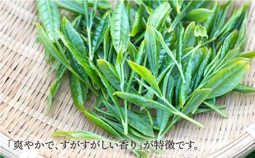 そのぎ茶 贅沢飲み比べセット (萌90g/啓90g/ティーバッグ3g×12個) 東彼杵町/中里茶農園 [BCH001] 茶 お茶 緑茶 日本茶 玉緑茶 茶 お茶 緑茶 日本茶 玉緑茶 茶 お茶 緑茶 