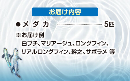 メダカ5匹（白・シルバー系）【株式会社プロスパージャパン】 改良メダカ めだか ホワイト[AEAK001]