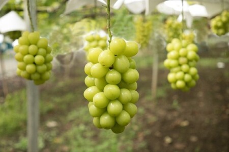 【2025年配送分】甲府市産自然塾のシャインマスカット1.2kg(2房～3房)